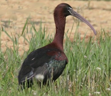ibis fascinelle