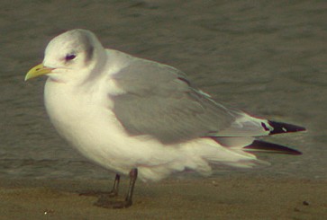 mouette tridactyle