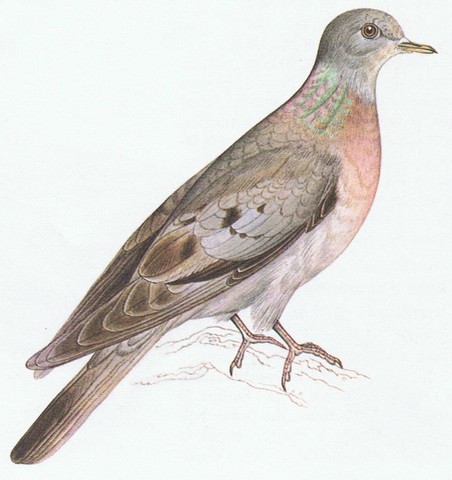 pigeon colombin